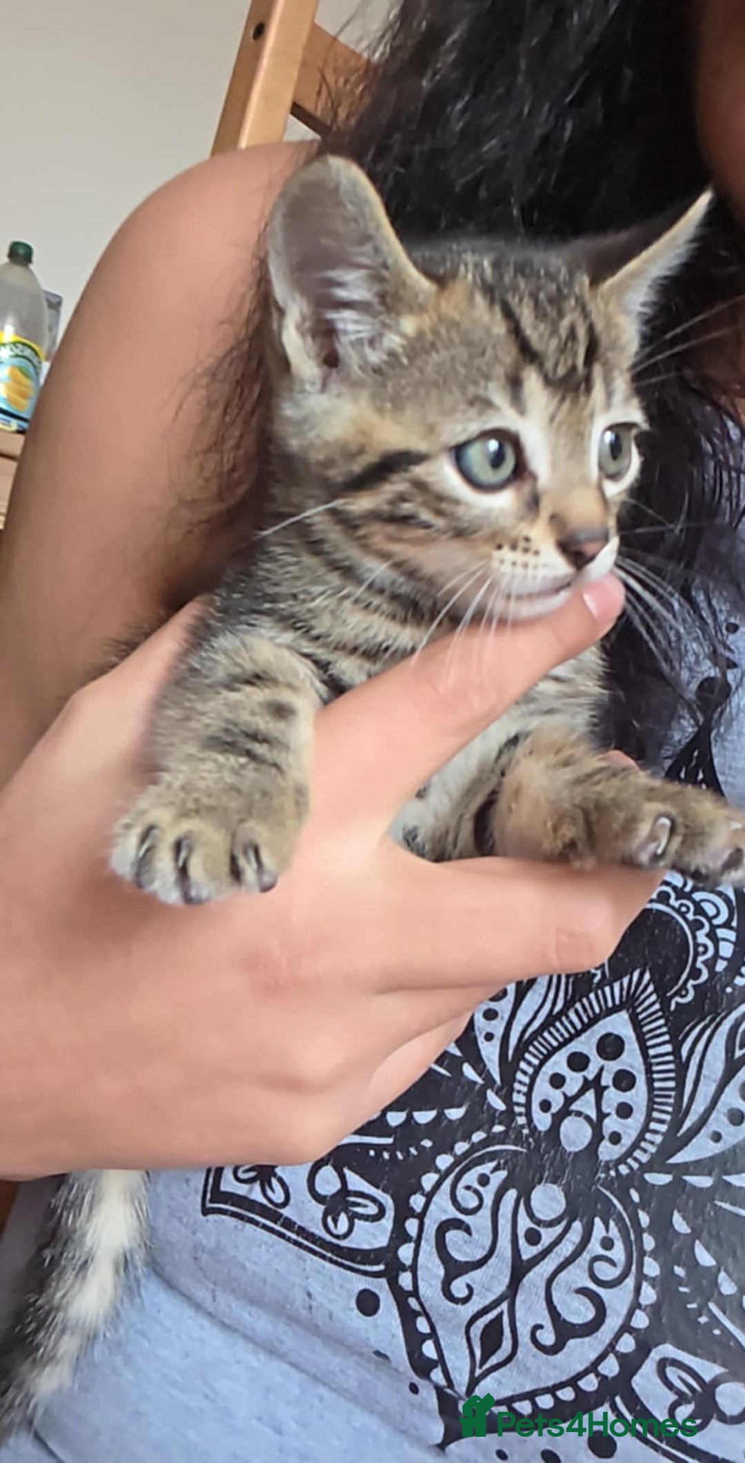 Mixed Breed cats for sale: Tabby x Bengal Kittens 🐾 - Image 12
