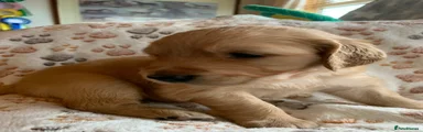 Golden Retriever 12