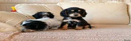 Cocker Spaniel dogs for sale:  Show Type Cocker spaniels for sale - Advert 2