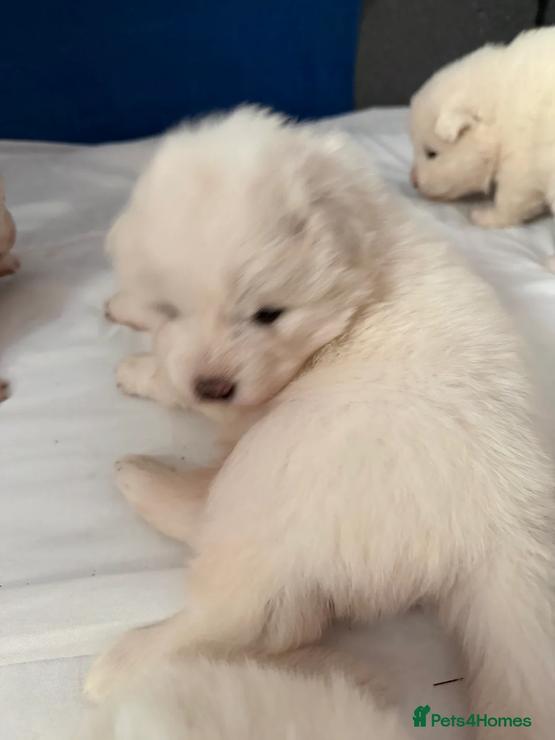 Samoyed dogs for sale: Beautiful samoyed pups  - Advert 5