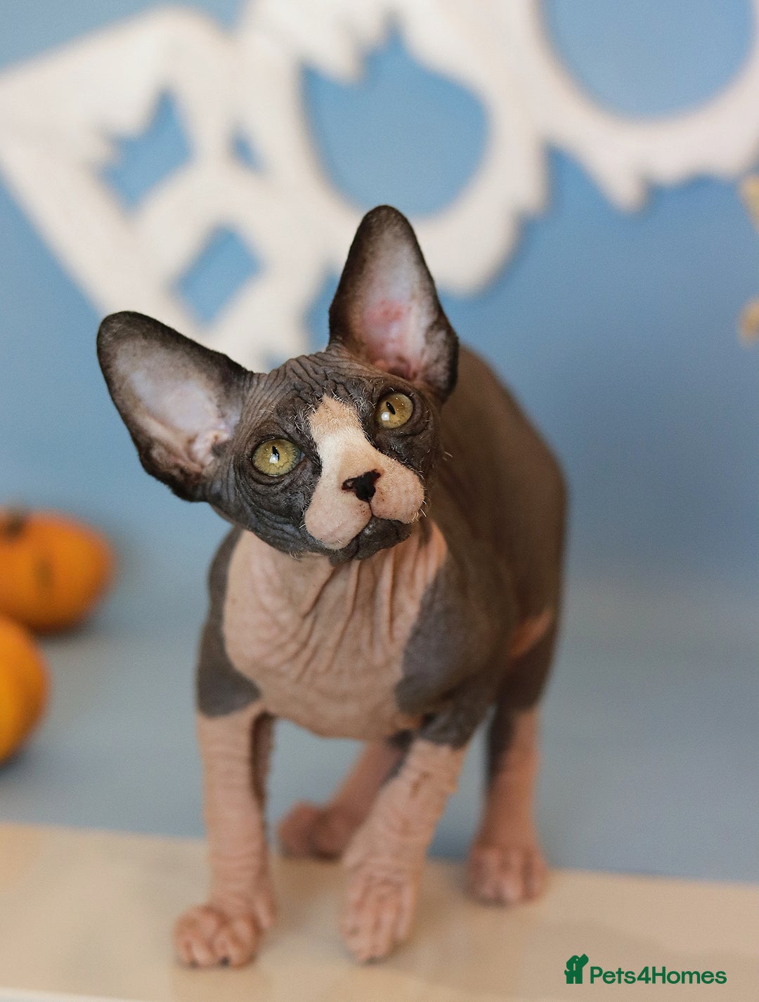Sphynx cats for sale: Bloodline Sphynx Kittens  - Advert 4