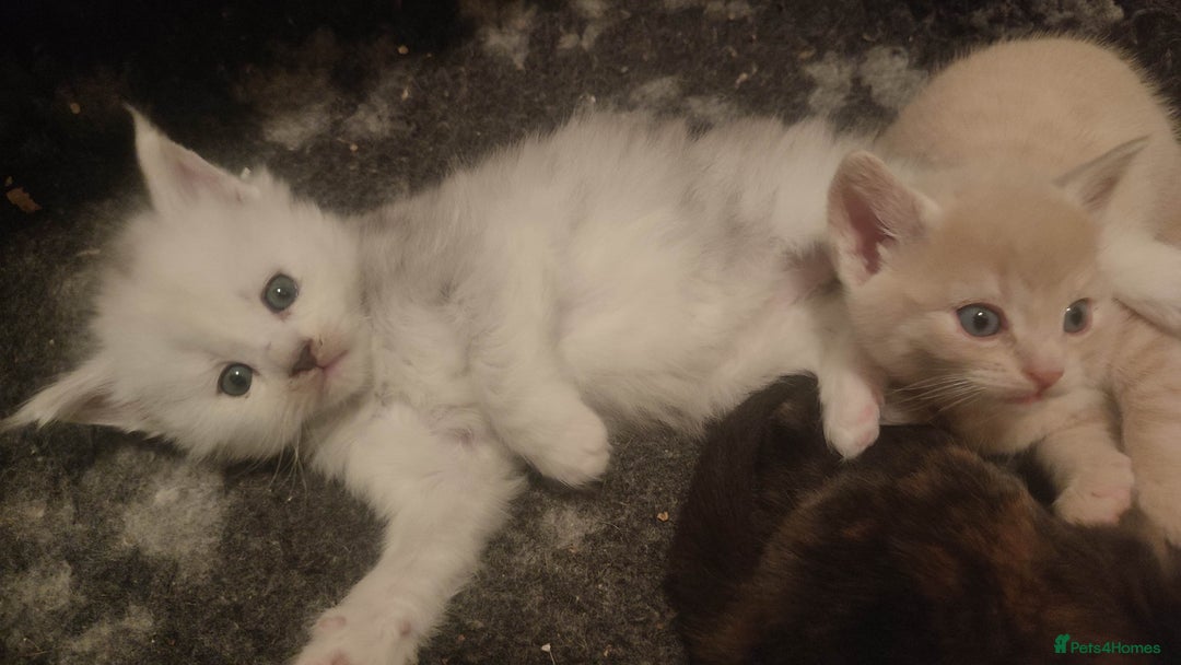 Maine Coon cats for sale: Tica Reg and fully health tested - Advert 6