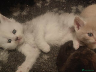 Maine Coon cats Tica Reg and fully health tested - Advert 17