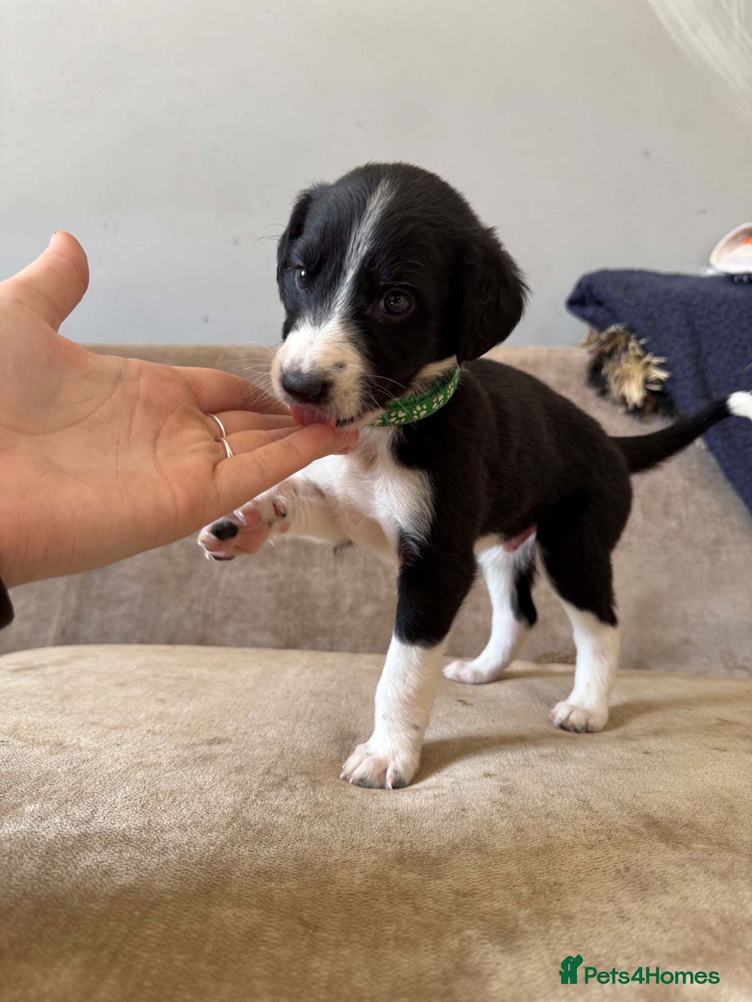 Mixed Breed dogs Saluki Greyhound puppies - Advert 5