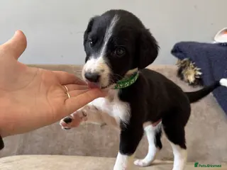 Mixed Breed dogs Saluki Greyhound puppies - Advert 5