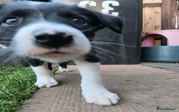 Border Collie dogs for sale: Border Collie Puppies - Image 10