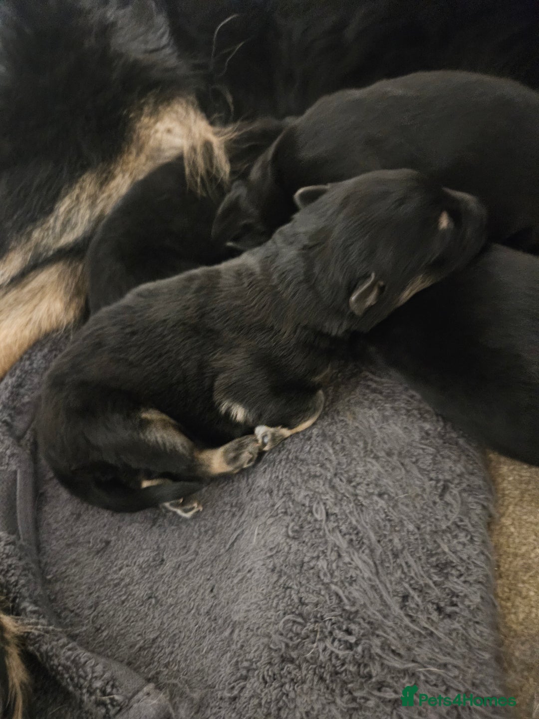 German Shepherd dogs for sale: Long haired german shepherd puppies - Advert 3