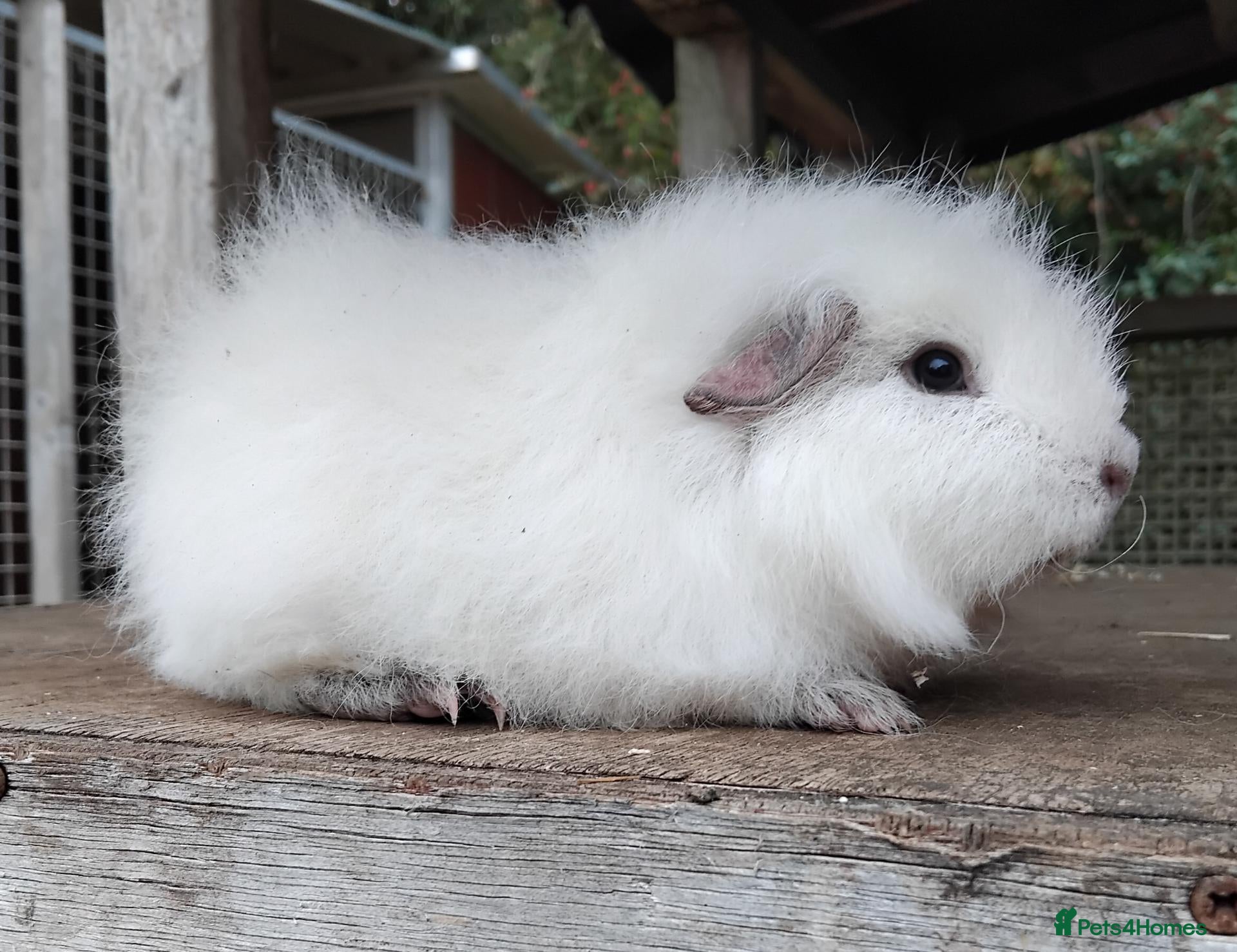Guinea Pig rodents Delightful bonded baby boys available. - Advert 20