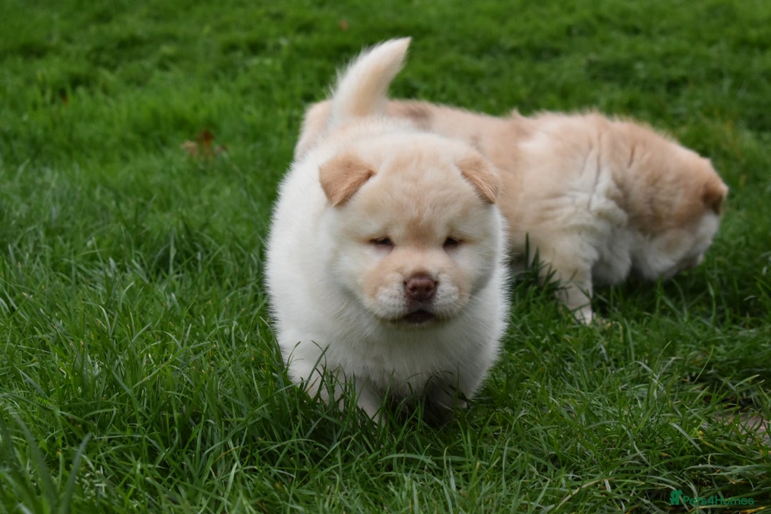 Mixed Breed dogs for sale: Genuine Chowski puppies  - Image 10