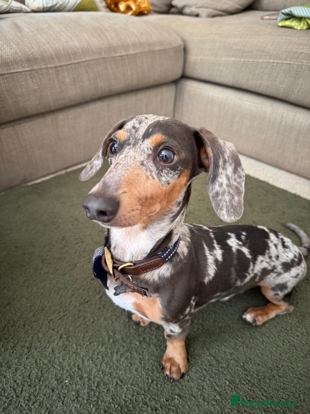 Miniature Dachshund dogs for sale: Male Miniature Dachshund 9 months old  - Image 4
