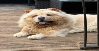 Chow Chow dogs - Advert 3