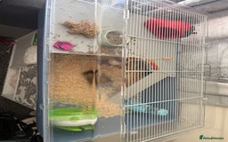 Hamster rodents for sale: Russian dwarf hamster  - Image 1