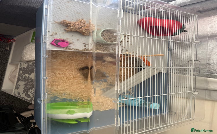 Hamster rodents - Advert 1