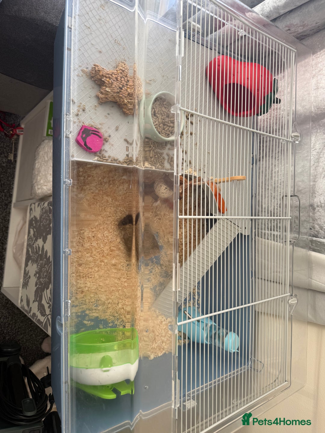 Hamster rodents for sale: Russian dwarf hamster  - Image 1