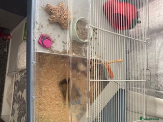 Hamster rodents for sale - Advert 1