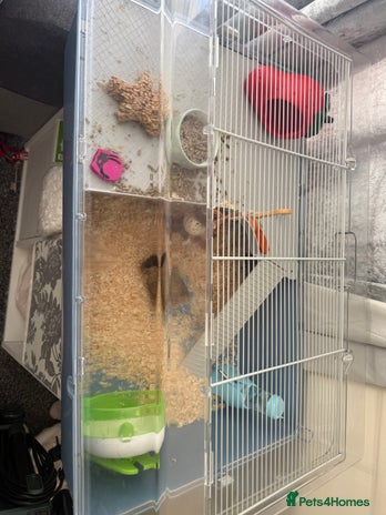 Hamster rodents - Advert 1