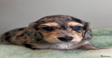 Miniature Dachshund dogs - Advert 2