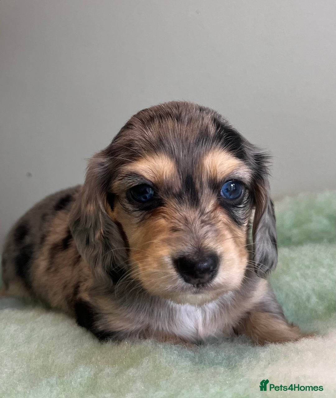Miniature Dachshund dogs for sale: Miniature long hair dachshund  - Image 3