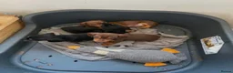 Dachshund dogs for sale: Adorable dachshund puppies in Paisley - Advert 2