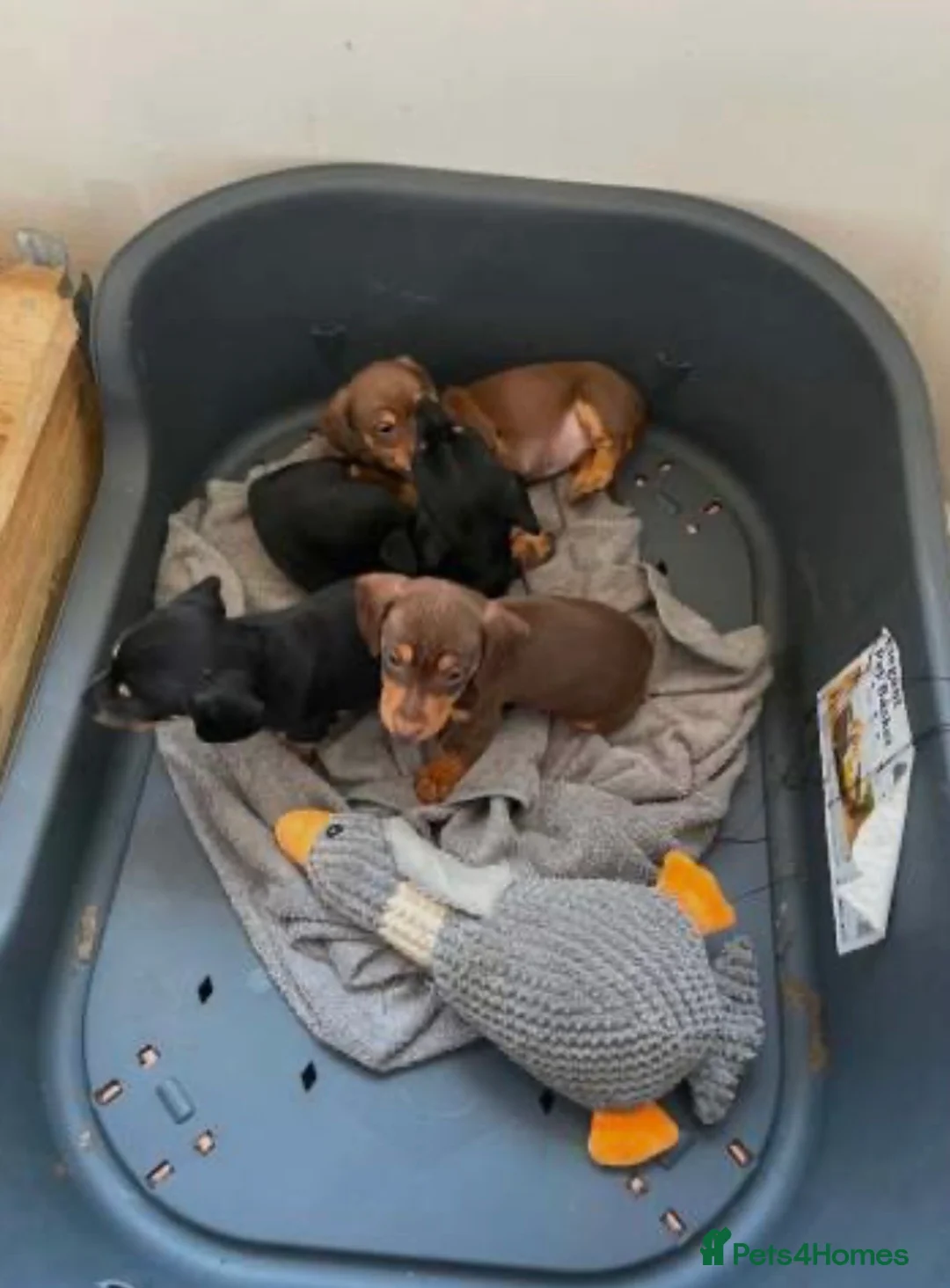 Dachshund dogs for sale: Adorable dachshund puppies in Paisley - Advert 2