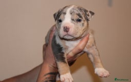 American Bully dogs for sale: 🏡Ready to leave 2 weeks 🔥🦍AMERICAN BULLIES🔥🦍 - Image 14