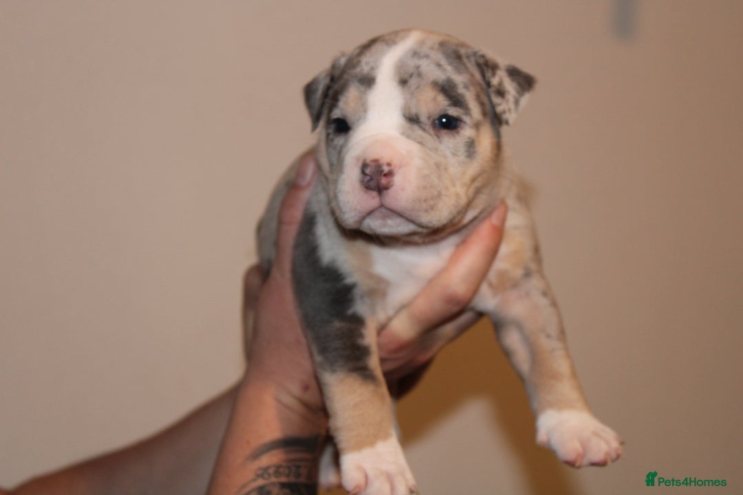 American Bully dogs for sale: 🏡Ready to leave 2 weeks 🔥🦍AMERICAN BULLIES🔥🦍 - Image 14