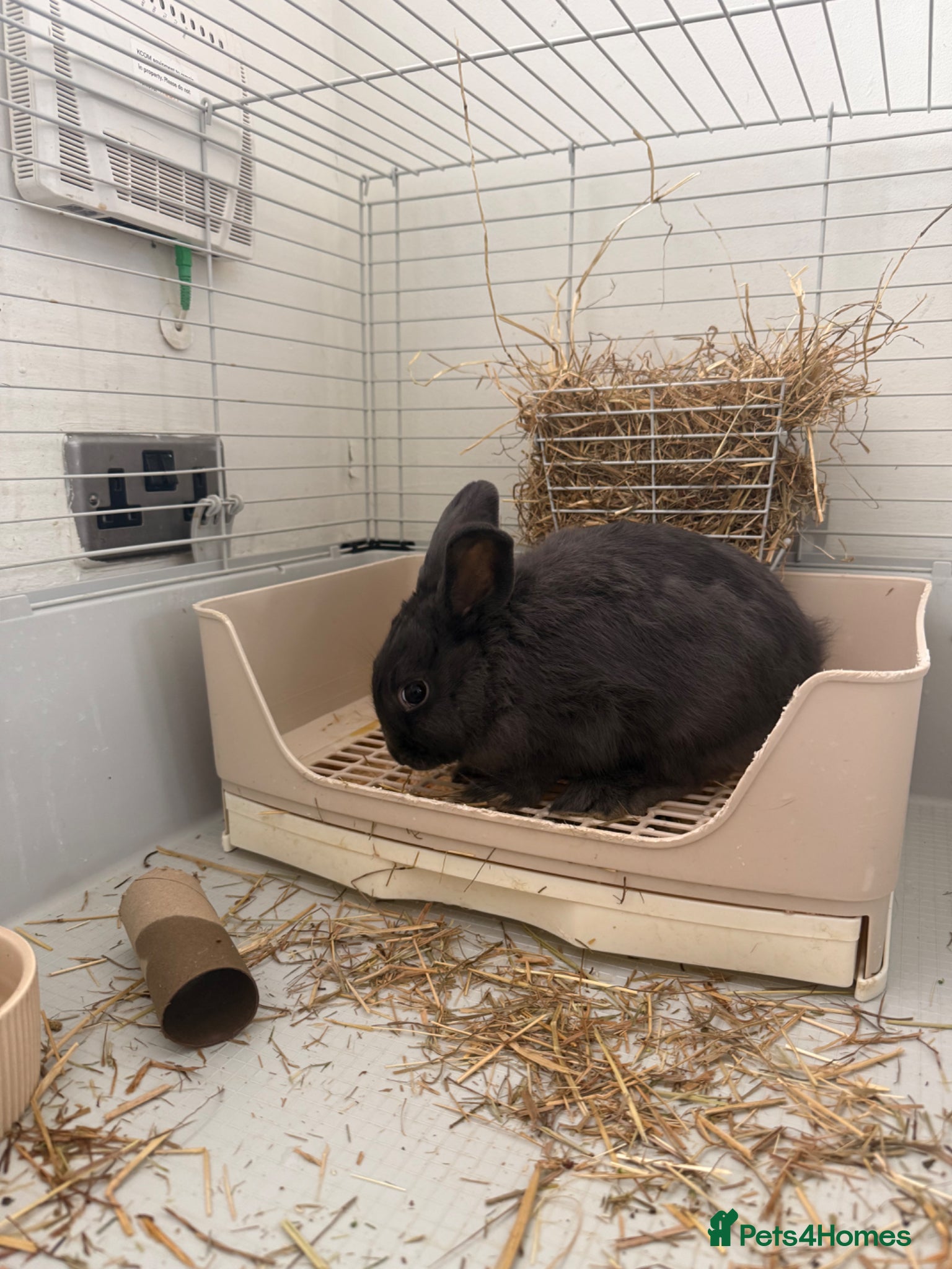 Lionhead rabbits 2X lion head rabbits  - Advert 2