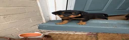 Rottweiler dogs for sale: READY NOW‼️PEDIGREE ROTTIES💕💛 3 BOYS x  - Advert 3