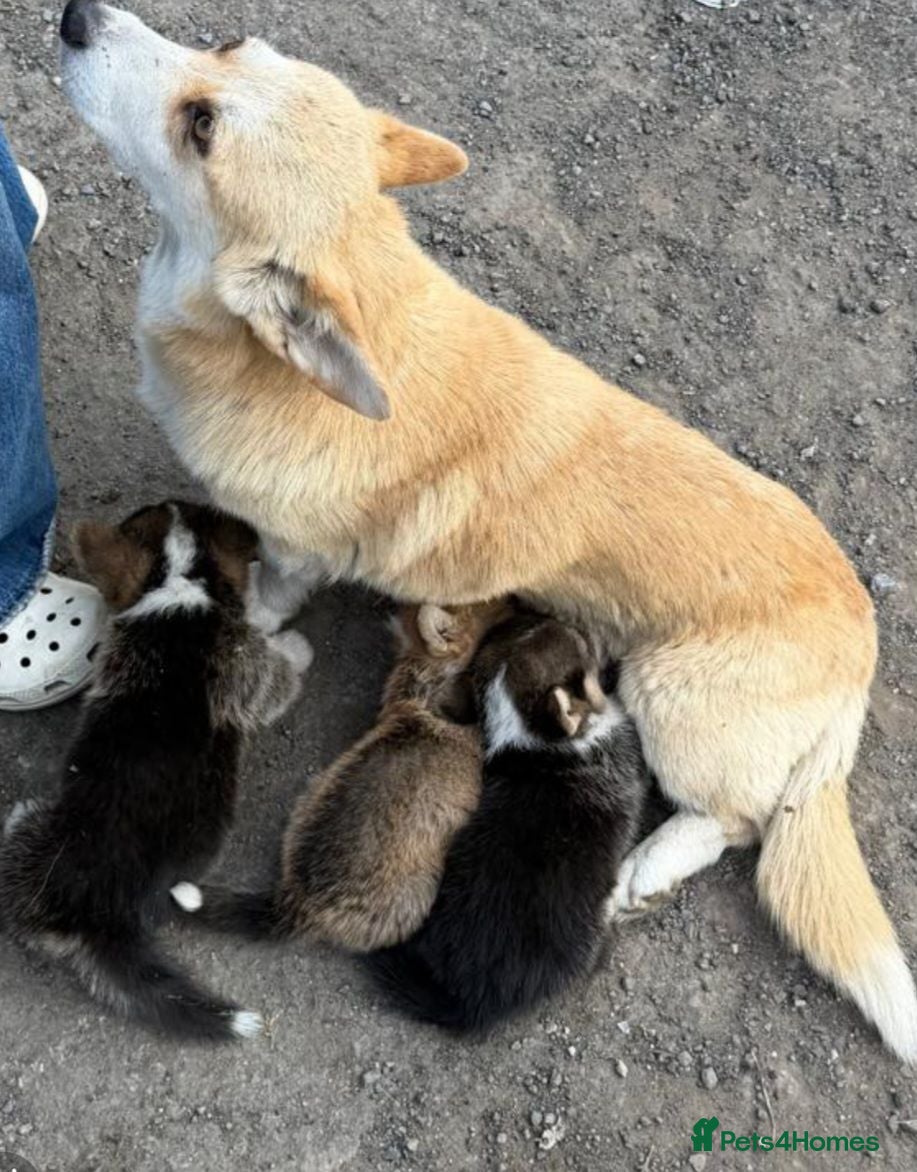 Welsh Corgi Pembroke dogs 2 Tri Pembrokeshire corgi pups look for homes - Advert 1