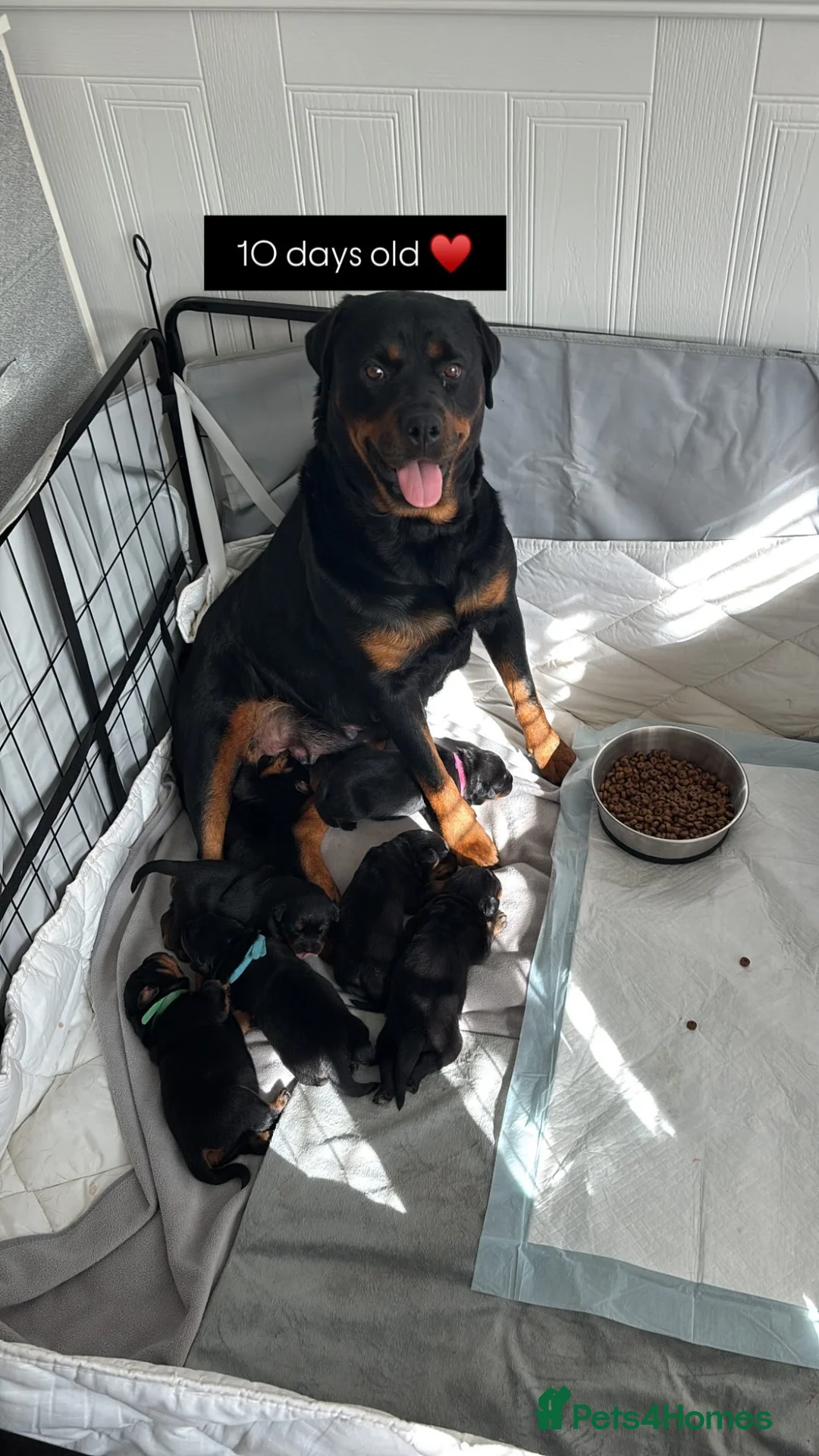 Rottweiler dogs for sale: Stunning Chunky Rotweillers from fantastic parents - Advert 21