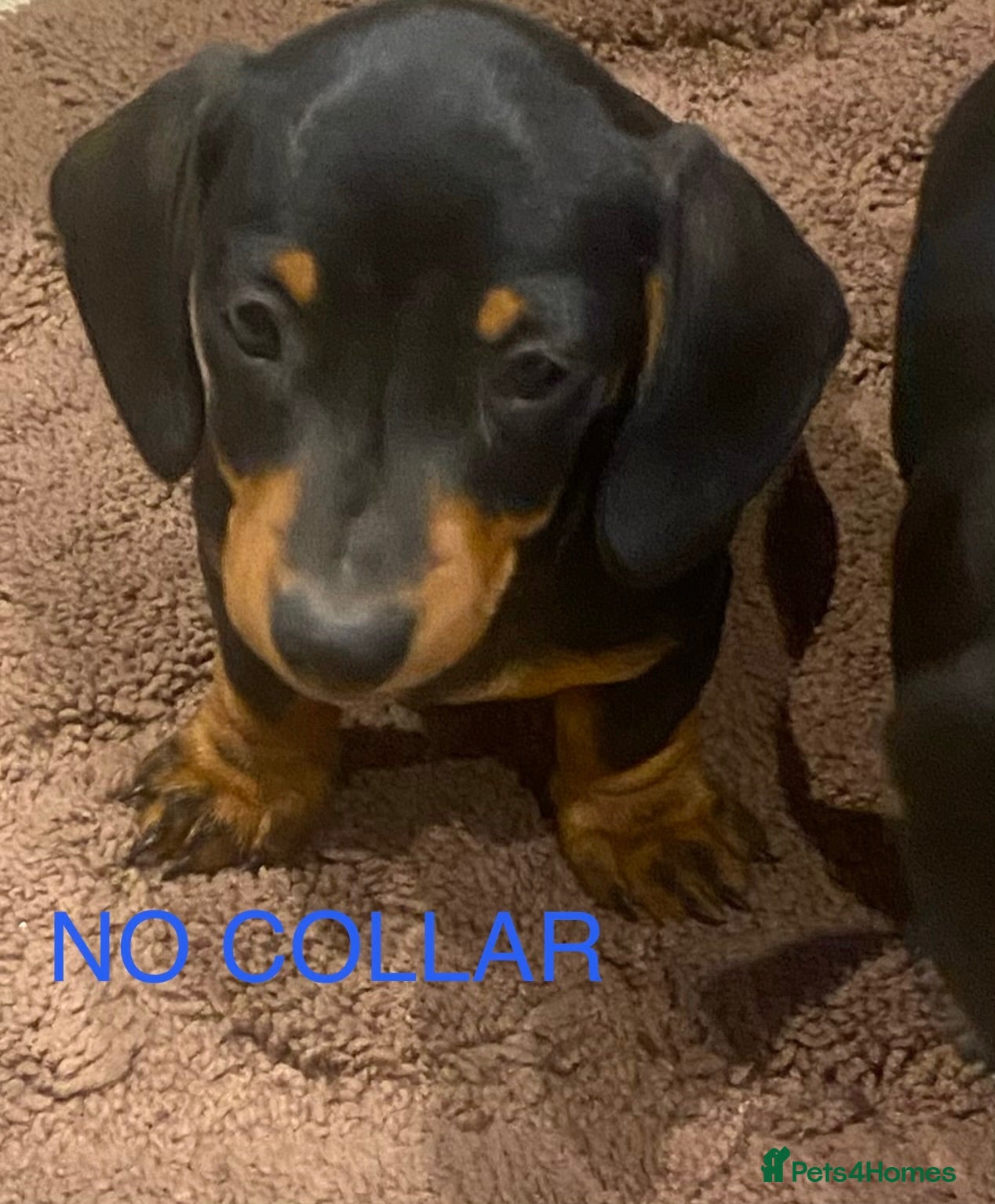 Miniature Dachshund dogs Miniature Dachshund Girls Ready to go now - Advert 18