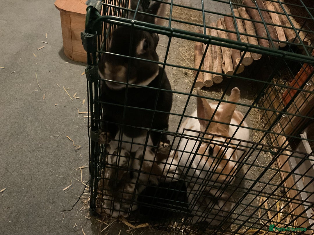 Rex rabbits for sale: Friendly velvety rex rabbits for sale - Image 20