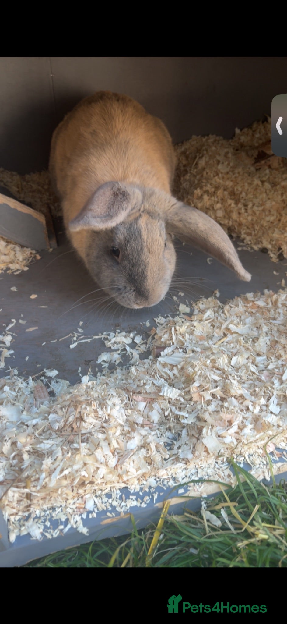 Mixed Breed rabbits 2 male rabbits  - Advert 17