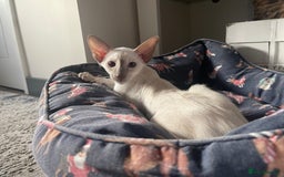 Siamese cats for sale: Lovely Siamese blue point boys (2 left) - Image 3