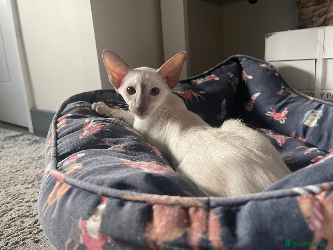 Siamese cats for sale: Lovely Siamese blue point boys (2 left) - Image 3
