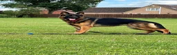 German Shepherd dogs for sale: Gorgeous German shepherd puppies  - Advert 11