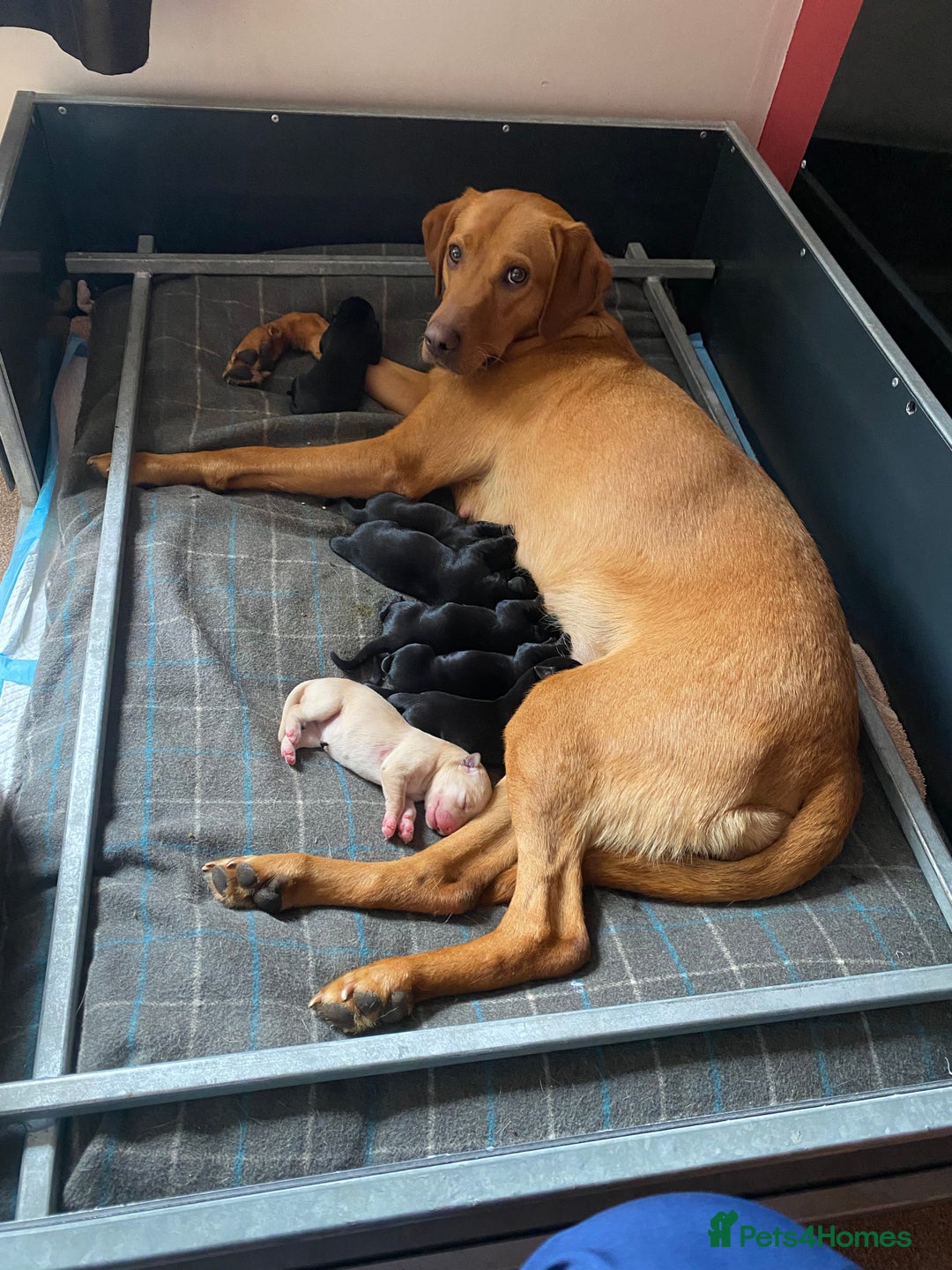 Labrador Retriever dogs for sale: Labrador pups for sale - Image 8