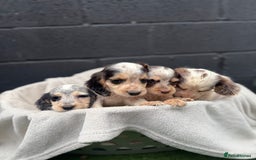 Cocker Spaniel dogs for sale: working cocker spaniel puppies - Image 1