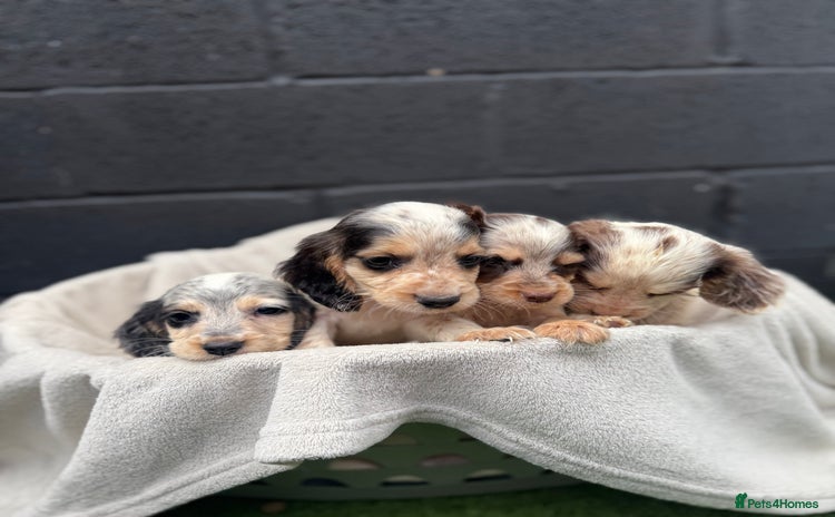 Cocker Spaniel dogs - Advert 1