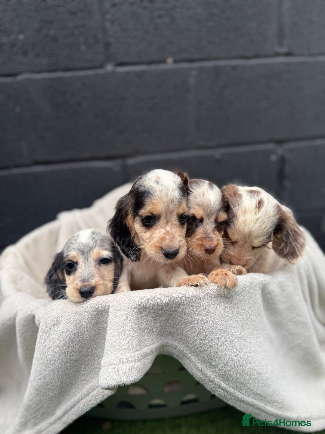 Cocker Spaniel dogs for sale: working cocker spaniel puppies - Image 1