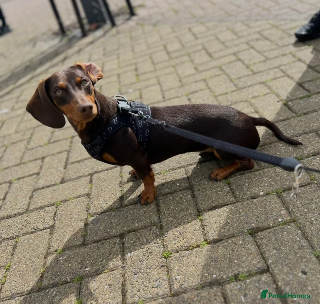 Miniature Dachshund dogs for sale: Mini dashaund  in Hartlepool - Advert 7