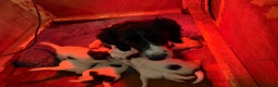 English Springer Spaniel dogs for sale: English Springer Spaniel Puppies  - Advert 2