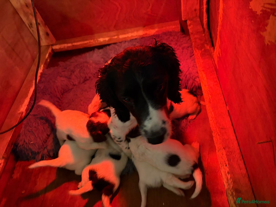 English Springer Spaniel dogs for sale: English Springer Spaniel Puppies  - Advert 2