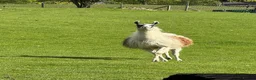 Llama livestock for sale: Male Llama for sale 🦙  - Advert 7