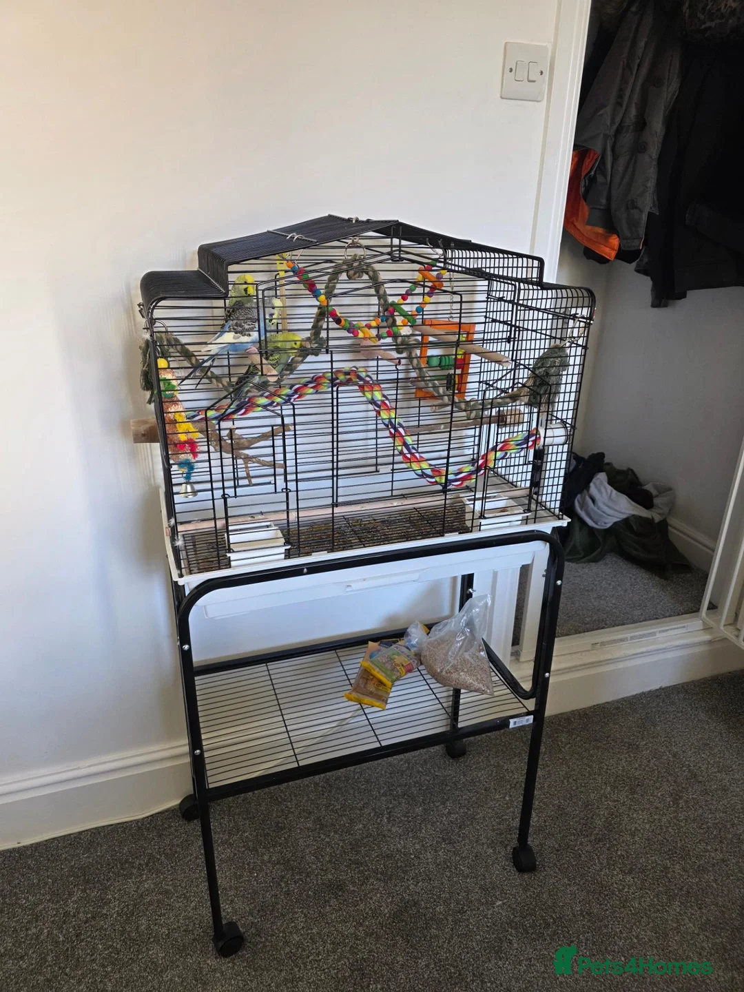 Budgerigars birds for sale: Budgies for sale  - Advert 4