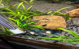 Shrimps fish for sale: Neocaridina bloody Mary red shrimp - Image 4