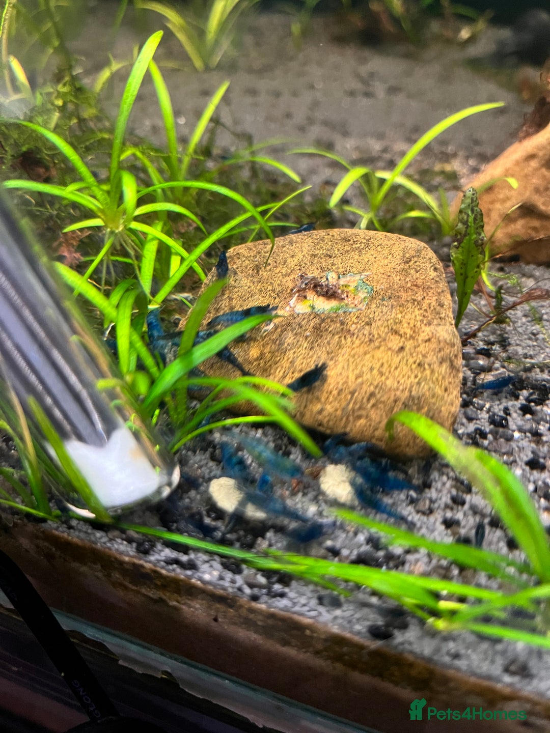 Shrimps fish for sale: Neocaridina bloody Mary red shrimp - Image 4