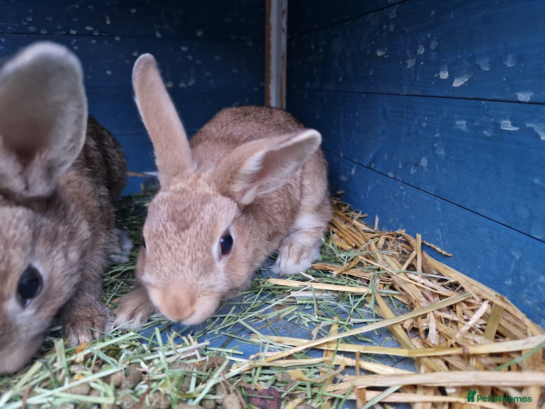 Mixed Breed rabbits for sale: Super cute bunny babies 🐰😍🐰 - Image 10