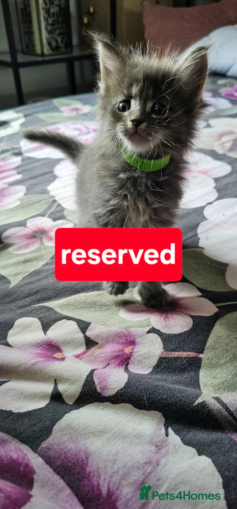Maine Coon cats  Maine Coon Kittens Ready for Their Forever Homes! - Advert 5