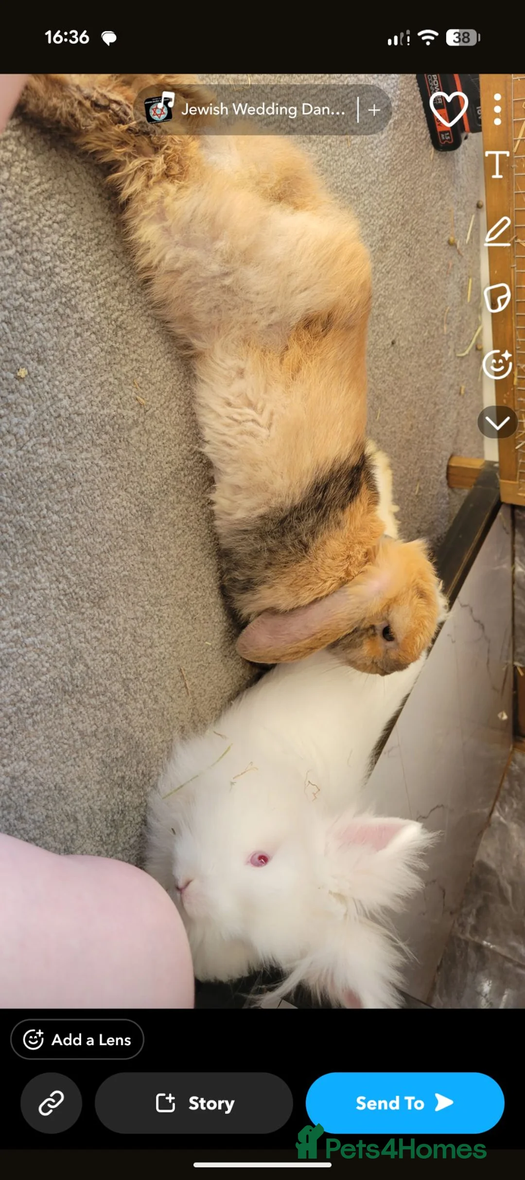 Mini Lop rabbits for sale: Peanuts looking for a new home ❤️ in Bury Saint Edmunds - Advert 2